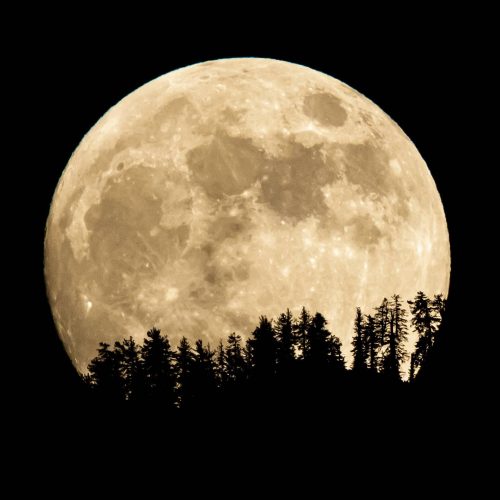 Moon rising over the Sequoias copy